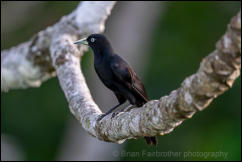 Scarlet-rumped Cacique (Cacicus uropygialis)  