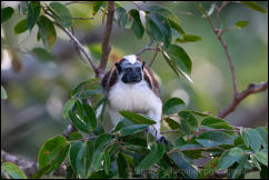 Geoffroy's tamarin (Saguinus geoffroyi) 