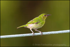 Female Green Honeycreeper (Chlorophanes spiza)  