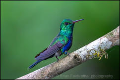 Male Violet-bellied Hummingbird (Chlorestes julie)  