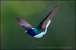 White-necked Jacobin (Florisuga mellivora) 