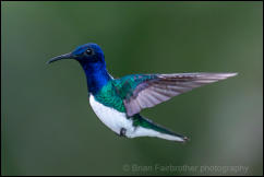 White-necked Jacobin (Florisuga mellivora)  