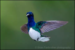 White-necked Jacobin (Florisuga mellivora)  