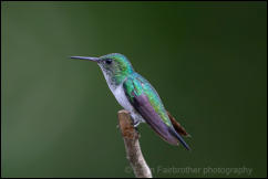 Female Violet-bellied Hummingbird (Chlorestes julie)  