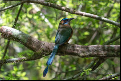 Whooping Motmot (Momotus subrufescens) 