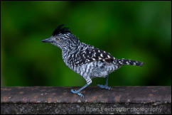 Barred Antshrike (Thamnophilus doliatus) 