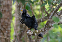 Anhinga (Anhinga anhinga) 