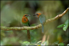 Broad-billed Motmot (Electron platyrhynchum) feeding juvenile