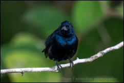 Blue-black grassquit (Volatinia jacarina) 