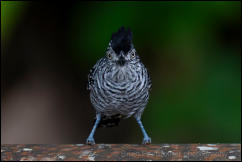 Barred Antshrike (Thamnophilus doliatus) 