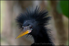 Anhinga (Anhinga anhinga) 