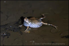 Túngara frog (Engystomops pustulosus) 