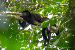 Mantled Howler (Alouatta palliata) 