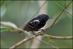 White-flanked Antwren  (Myrmotherula axillaris) 