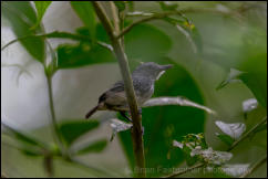 Spot-crowned Antvireo (Dysithamnus puncticeps) 