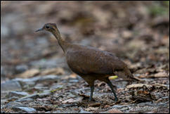 Great Tinamou (Tinamus major) 