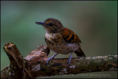 Spotted Antbird  (Hylophylax naevioides)