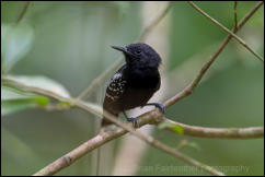 White-flanked Antwren  (Myrmotherula axillaris) 