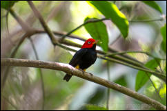 Red-capped Manakin (Ceratopipra mentalis) 