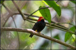 Red-capped Manakin (Ceratopipra mentalis)  