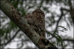 Great Potoo (Nyctibius grandis) with chick