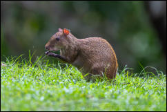 Central American agouti (Dasyprocta punctata) 
