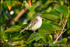Mistletoe tyrannulet (Zimmerius parvus) 