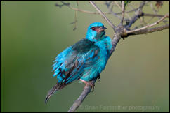 Blue Dacnis (Dacnis cayana) 