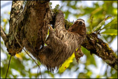 Brown-throated Three-Toed Sloth (Bradypus variegatus) 