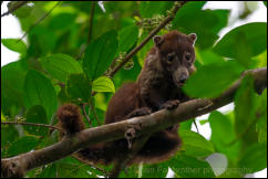 White-Nosed Coati (Nasua narica) 