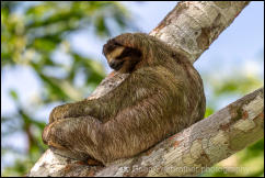 Brown-throated Three-Toed Sloth (Bradypus variegatus) 