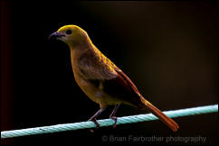 Palm Tanager (Thraupis palmarum) 