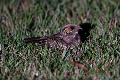 Common Pauraque (Nyctidromus albicollis)  