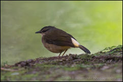 Buff-rumped warbler (Myiothlypis fulvicauda) 