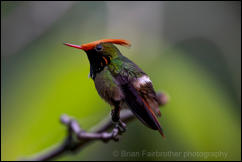 Rufous-crested coquette (Lophornis delattrei)