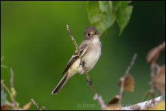 Eastern Wood Pewee (Contopus virens)  