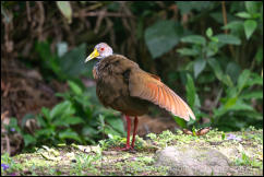 Grey-cowled Wood-Rail (Aramides cajaneus)  