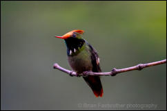 Rufous-crested coquette (Lophornis delattrei) 