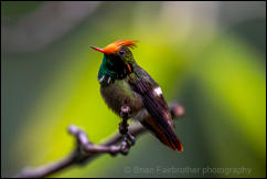Rufous-crested coquette (Lophornis delattrei) 