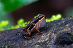Talamanca Rocket frog (Allobates talamancae) 