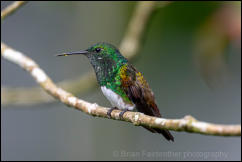 Snowy-bellied hummingbird (Saucerottia edward) 