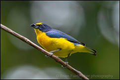 Male Thick-billed euphonia (Euphonia laniirostris) 