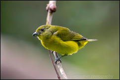 Female Thick-billed euphonia (Euphonia laniirostris) 