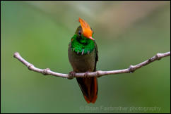 Rufous-crested coquette (Lophornis delattrei) 