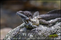 Common Basilisk (Basiliscus basiliscus) 