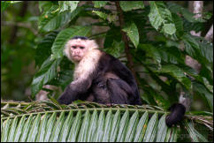 Panamanian white-faced capuchin (Cebus imitator) 