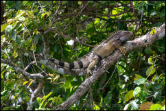 Green Iguana (Iguana iguana) 