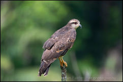 Female Snail Kite (Rostrhamus sociabilis) 