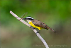 Lesser kiskadee (Philohydor lictor) 