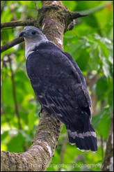 Grey-headed kite (Leptodon cayanensis)  
